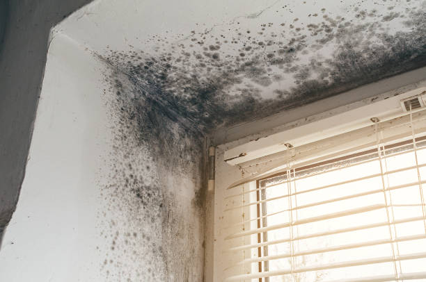 Affordable Bathroom Mold Removal solutions in Vincentown, NJ